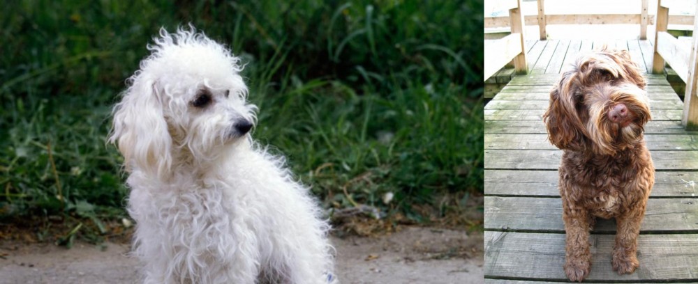 Portuguese Water Dog vs Bolognese - Breed Comparison