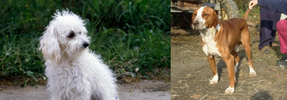 Posavac Hound vs Bolognese - Breed Comparison