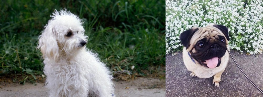 Pug vs Bolognese - Breed Comparison