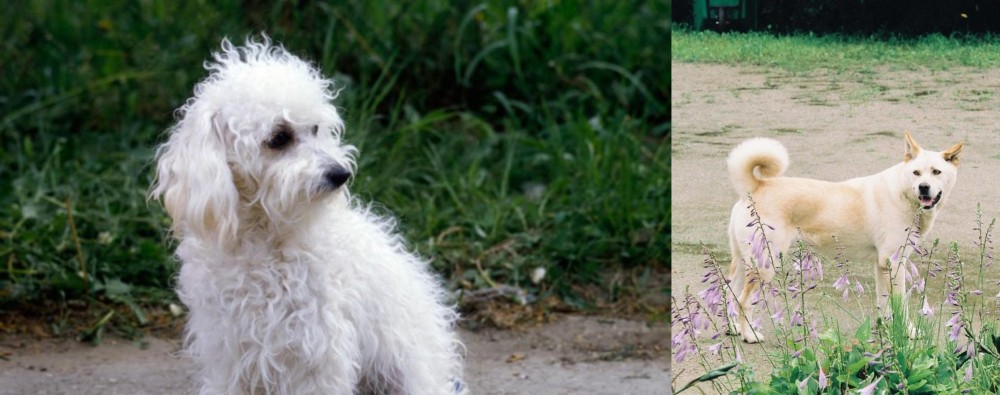 Pungsan Dog vs Bolognese - Breed Comparison