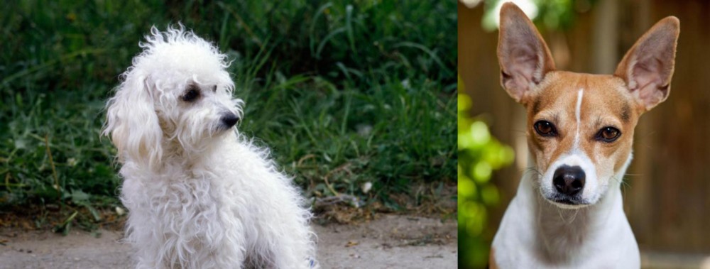 Rat Terrier vs Bolognese - Breed Comparison