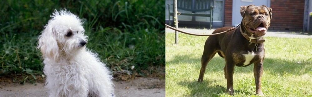 Renascence Bulldogge vs Bolognese - Breed Comparison