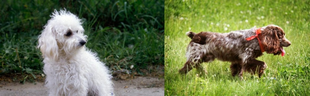 Russian Spaniel vs Bolognese - Breed Comparison