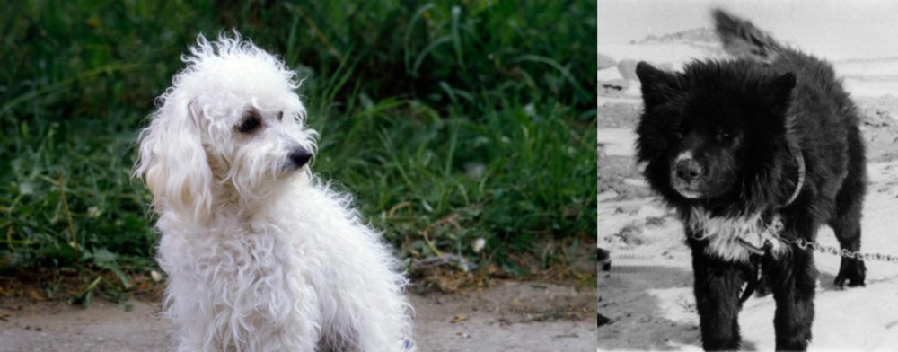 Sakhalin Husky vs Bolognese - Breed Comparison