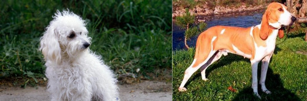 Schweizer Laufhund vs Bolognese - Breed Comparison