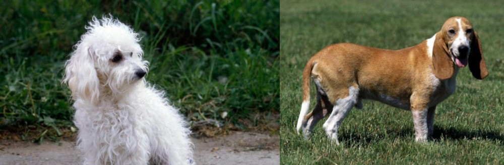 Schweizer Niederlaufhund vs Bolognese - Breed Comparison