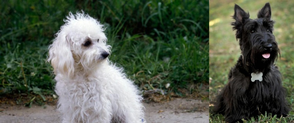 Scoland Terrier vs Bolognese - Breed Comparison
