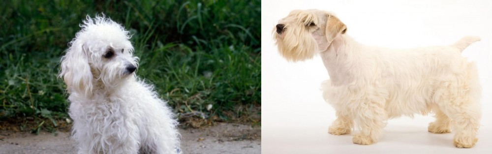 Sealyham Terrier vs Bolognese - Breed Comparison
