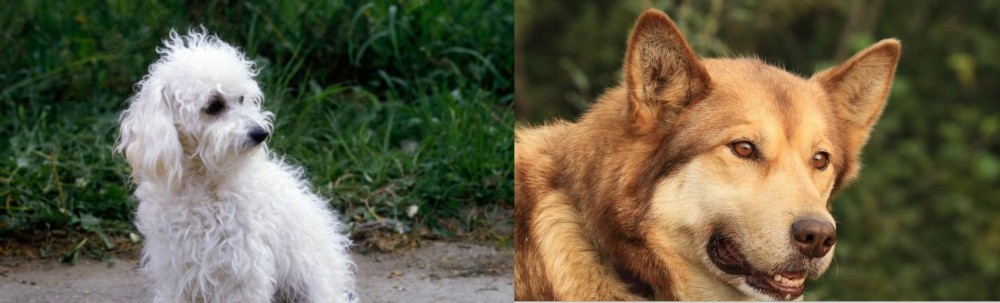 Seppala Siberian Sleddog vs Bolognese - Breed Comparison