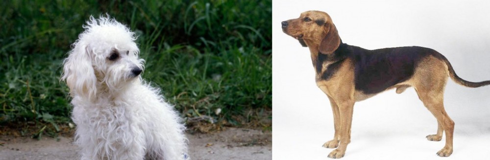 Serbian Hound vs Bolognese - Breed Comparison