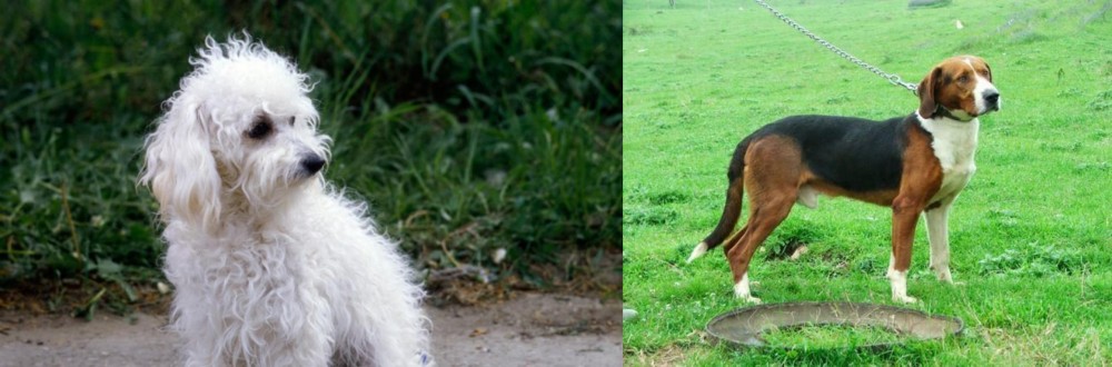 Serbian Tricolour Hound vs Bolognese - Breed Comparison