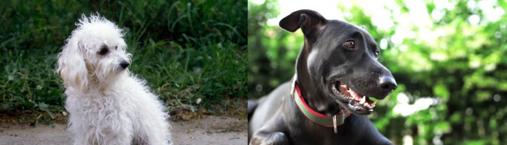 Shepard Labrador vs Bolognese - Breed Comparison