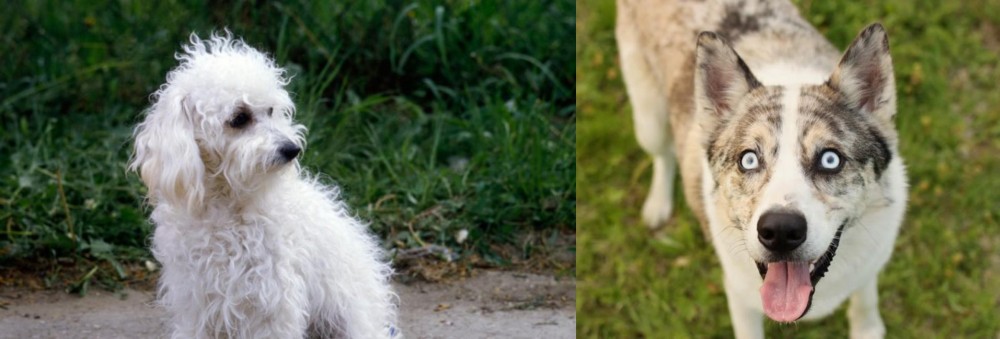 Shepherd Husky vs Bolognese - Breed Comparison
