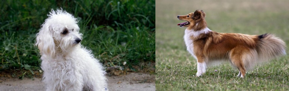 Shetland Sheepdog vs Bolognese - Breed Comparison