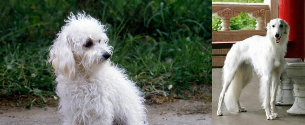 Silken Windhound vs Bolognese - Breed Comparison