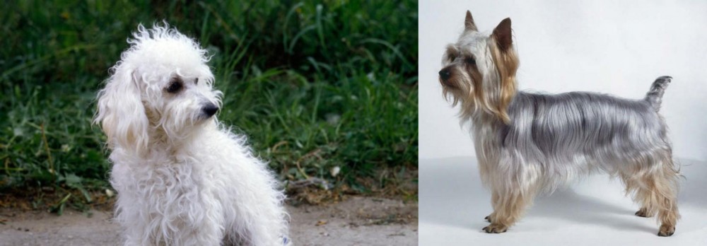 Silky Terrier vs Bolognese - Breed Comparison