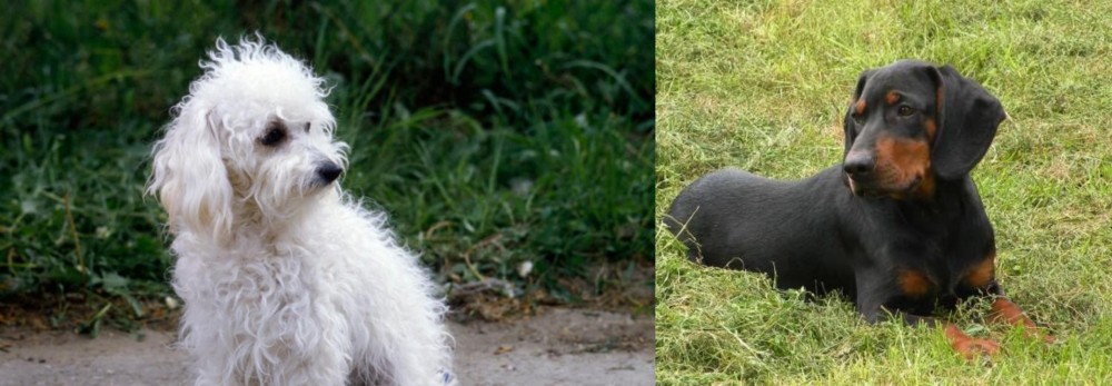 Slovakian Hound vs Bolognese - Breed Comparison