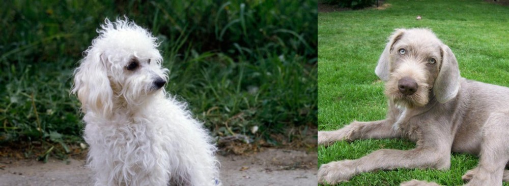 Slovakian Rough Haired Pointer vs Bolognese - Breed Comparison