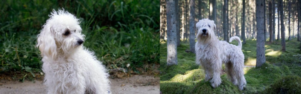 Soft-Coated Wheaten Terrier vs Bolognese - Breed Comparison