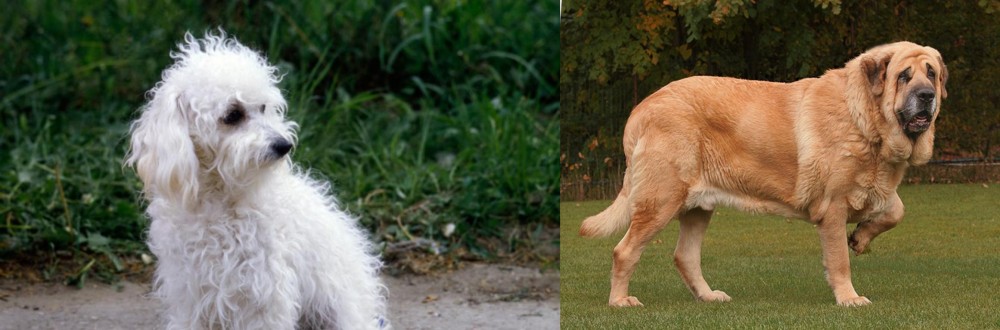 Spanish Mastiff vs Bolognese - Breed Comparison