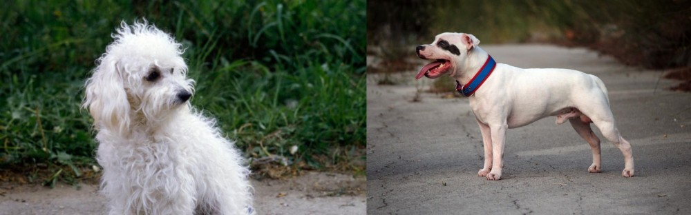 Staffordshire Bull Terrier vs Bolognese - Breed Comparison