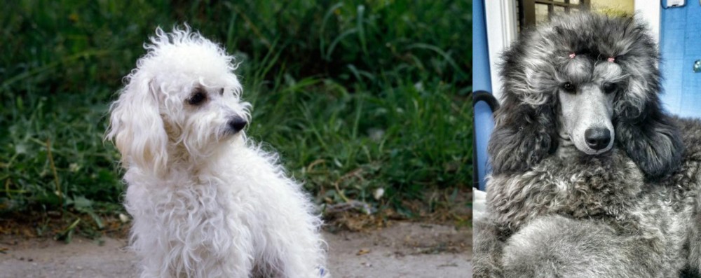 Standard Poodle vs Bolognese - Breed Comparison