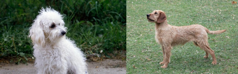 Styrian Coarse Haired Hound vs Bolognese - Breed Comparison