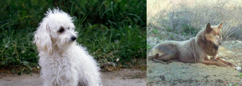 Tahltan Bear Dog vs Bolognese - Breed Comparison