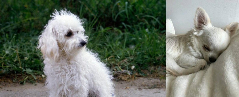 Tea Cup Chihuahua vs Bolognese - Breed Comparison