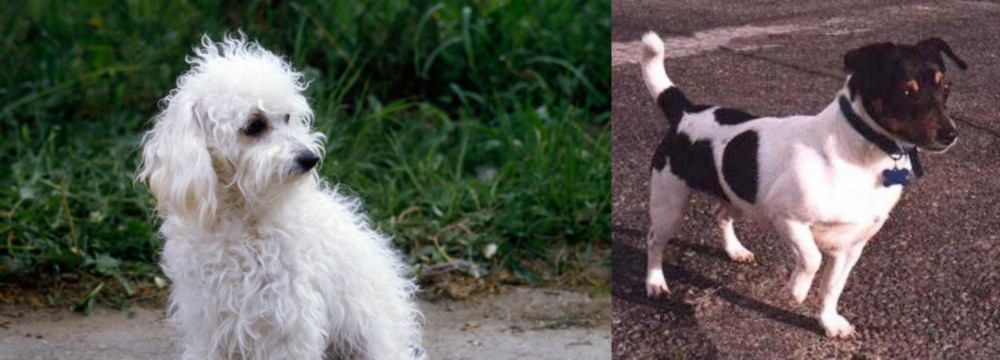 Teddy Roosevelt Terrier vs Bolognese - Breed Comparison