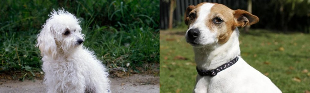 Tenterfield Terrier vs Bolognese - Breed Comparison