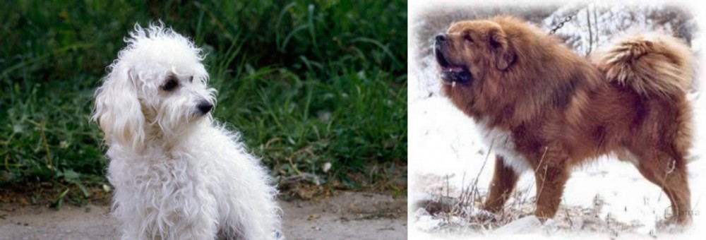Tibetan Kyi Apso vs Bolognese - Breed Comparison