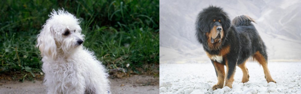 Tibetan Mastiff vs Bolognese - Breed Comparison