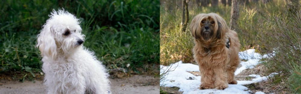 Tibetan Terrier vs Bolognese - Breed Comparison