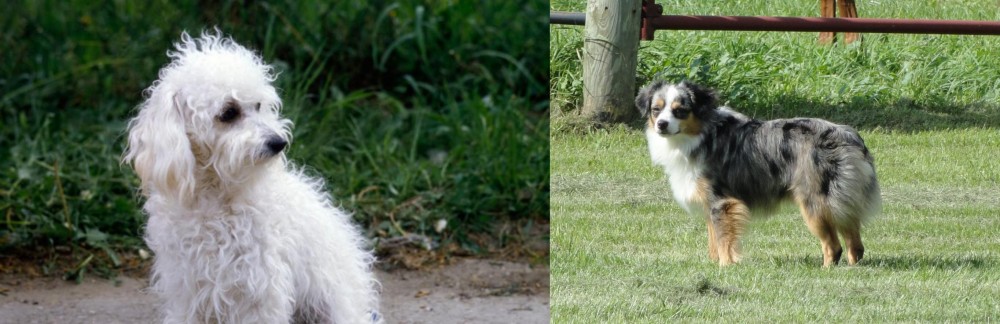 Toy Australian Shepherd vs Bolognese - Breed Comparison