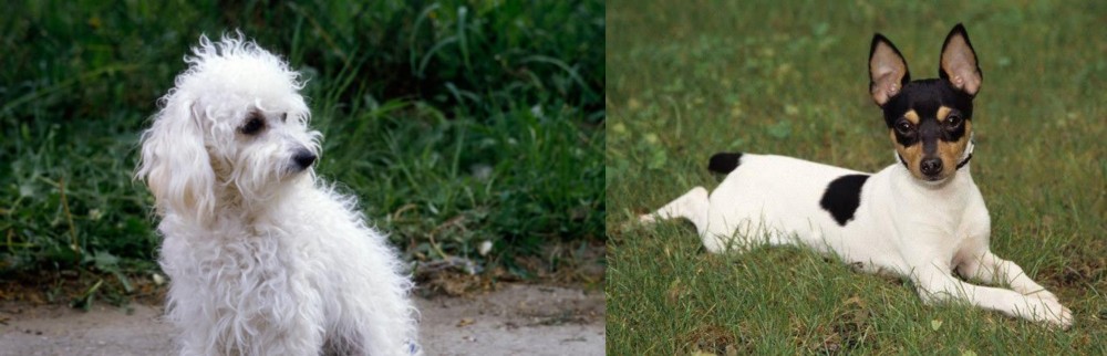 Toy Fox Terrier vs Bolognese - Breed Comparison