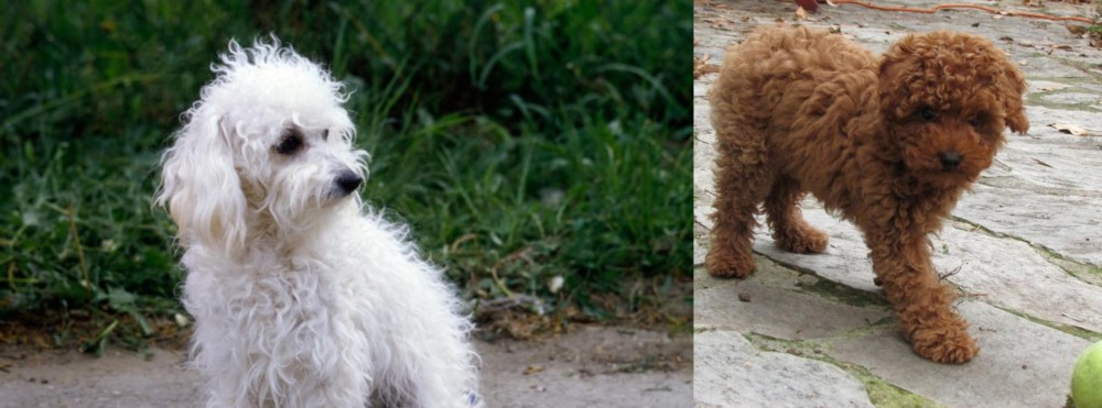 Toy Poodle vs Bolognese - Breed Comparison