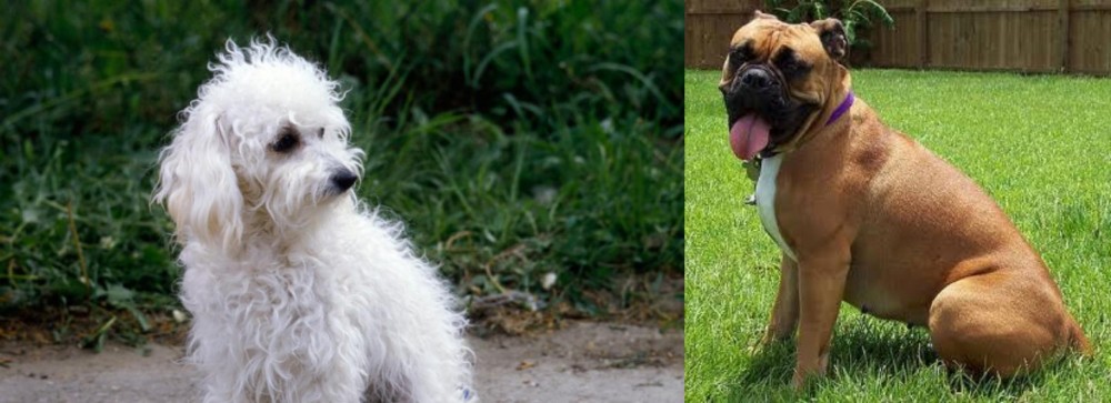 Valley Bulldog vs Bolognese - Breed Comparison