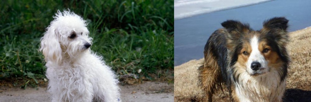 Welsh Sheepdog vs Bolognese - Breed Comparison