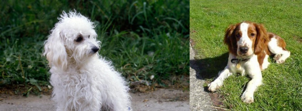 Welsh Springer Spaniel vs Bolognese - Breed Comparison