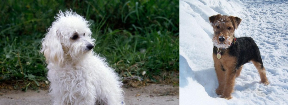Welsh Terrier vs Bolognese - Breed Comparison