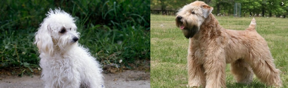 Wheaten Terrier vs Bolognese - Breed Comparison