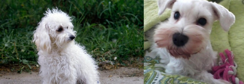 White Schnauzer vs Bolognese - Breed Comparison