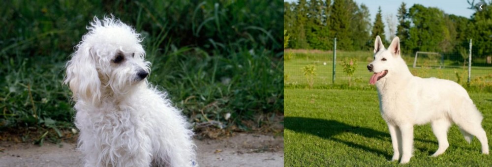 White Shepherd vs Bolognese - Breed Comparison