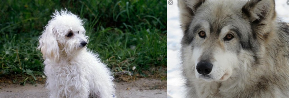 Wolfdog vs Bolognese - Breed Comparison