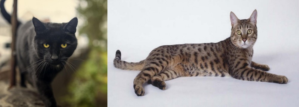 California Spangled Cat vs Bombay - Breed Comparison