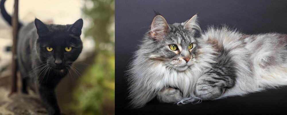 Domestic Longhaired Cat vs Bombay - Breed Comparison