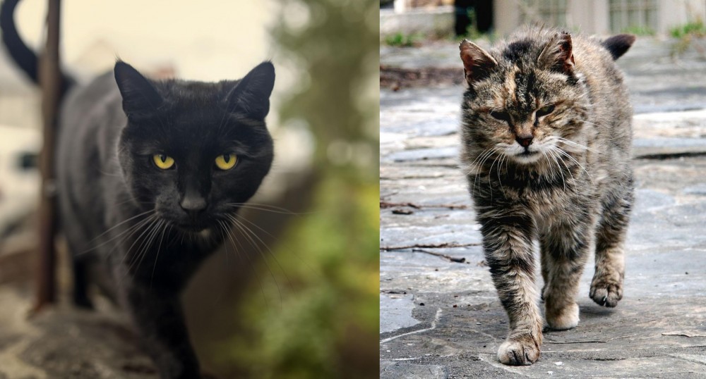 Farm Cat vs Bombay - Breed Comparison