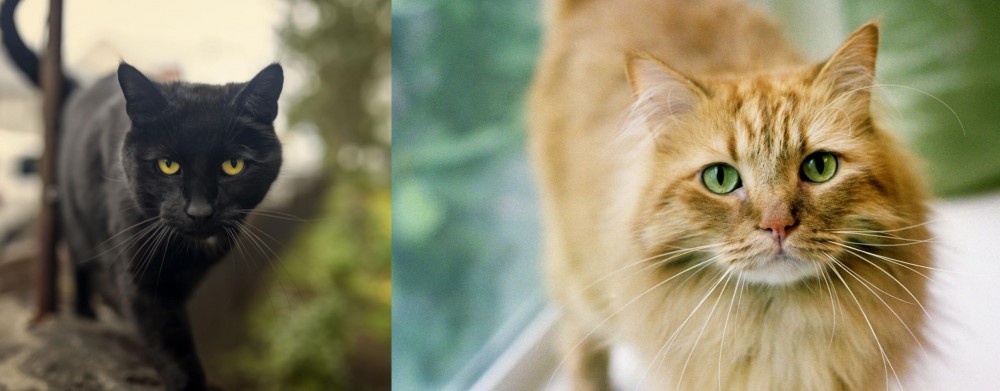 Ginger Tabby vs Bombay - Breed Comparison