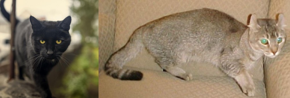 Jaguarundi Curl vs Bombay - Breed Comparison